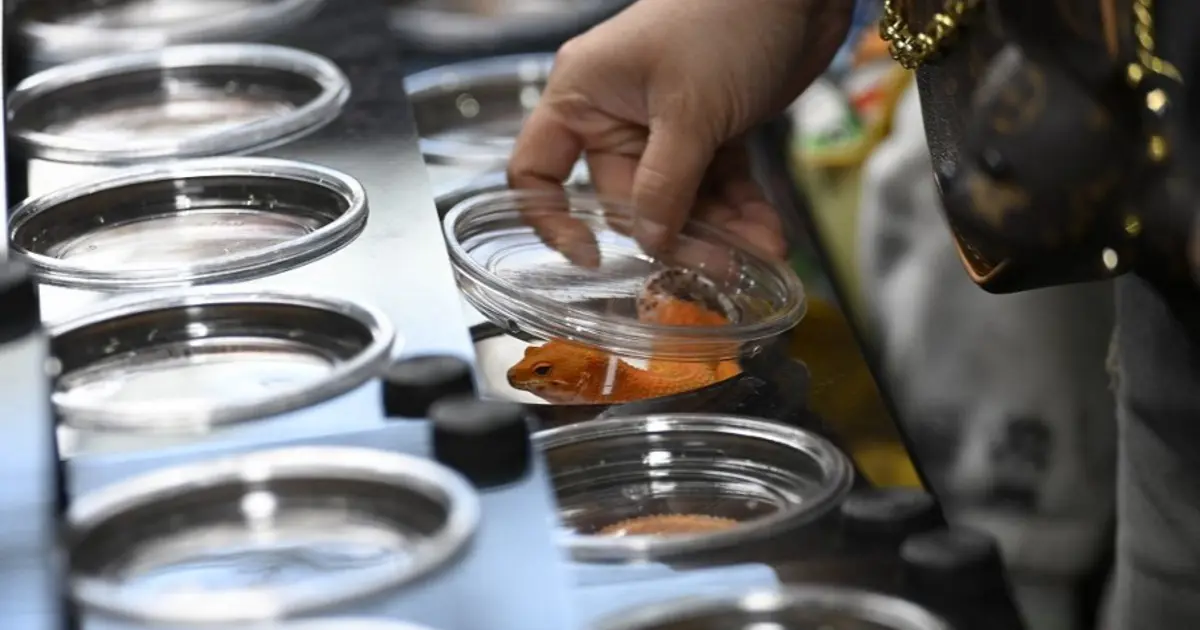 Pekin’de fuar doldu taştı. Sıra dışı evcil hayvanlar yok satıyor