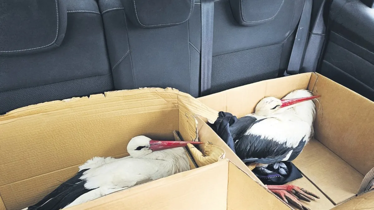 Göç yolundaki 2 leyleği av tüfeğiyle vurdular