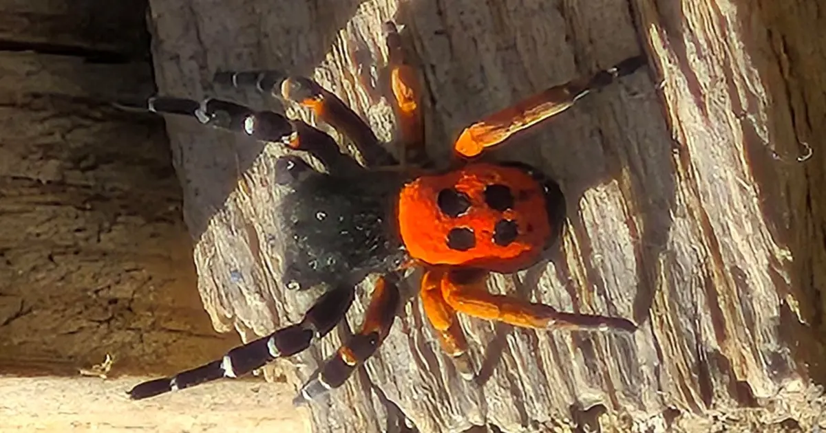 Akdeniz ve Orta Asya’nın nadir türü Elazığ’da görüntülendi