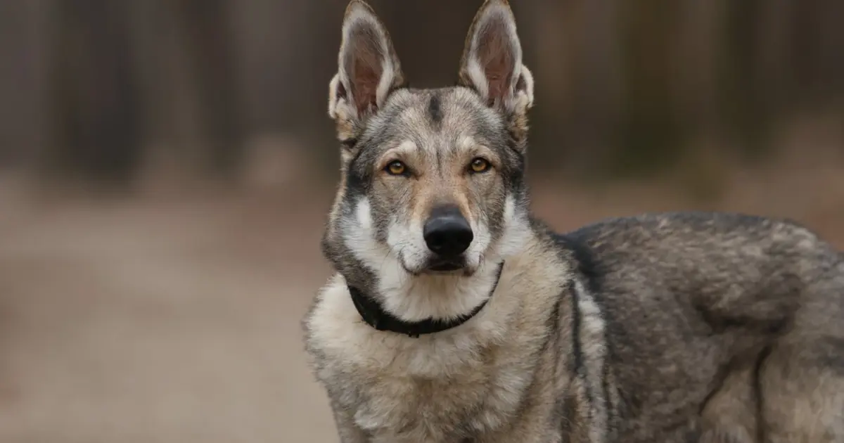 En eski köpek DNA’sı Türkiye’de bulundu. 16 bin yıllık dostluk