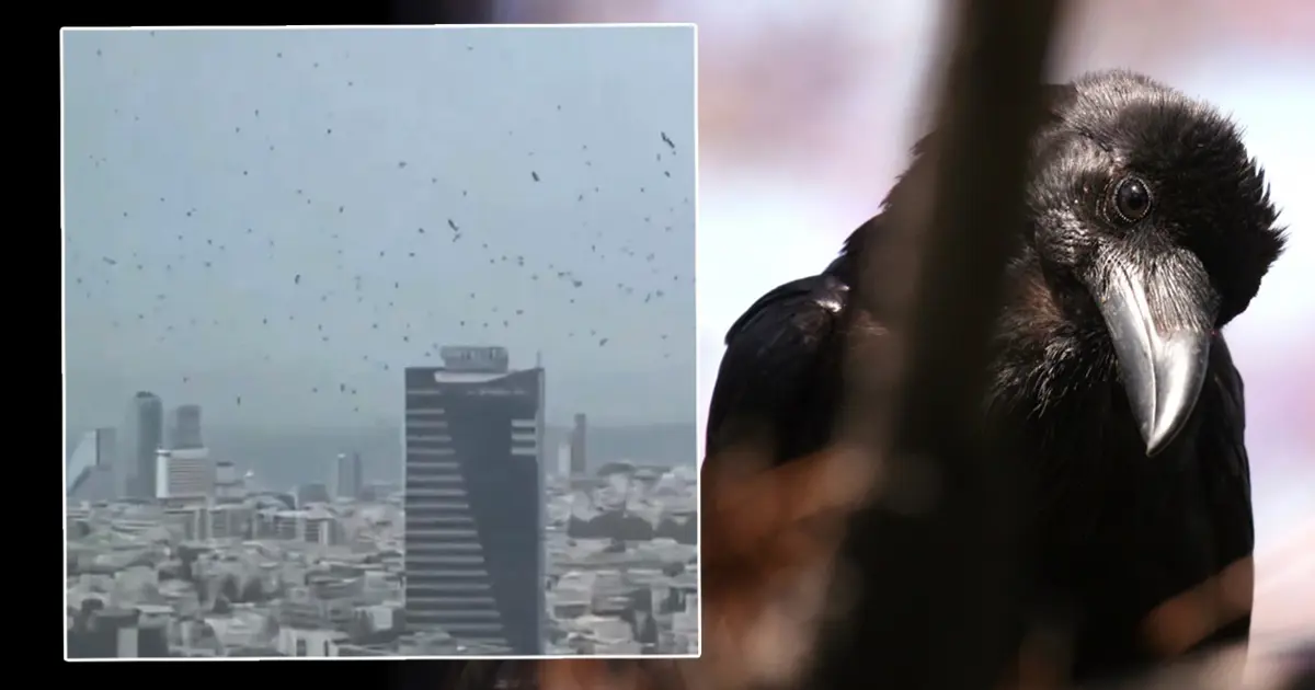 Tel Aviv’de gökyüzünü kargalar kapladı. Uğursuzluk saydılar