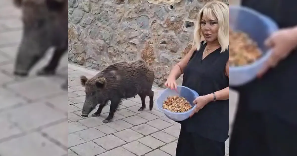 Safiye Soyman’ın yaban domuzu macerası. Kapısına kadar geldi, elleriyle besledi