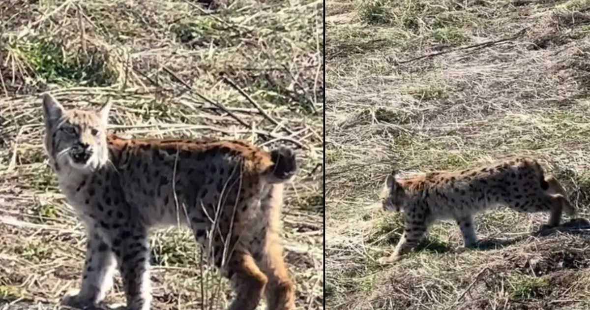 “Doğada nadir yaşanan bir an” Ormanın hayaleti görüntülendi
