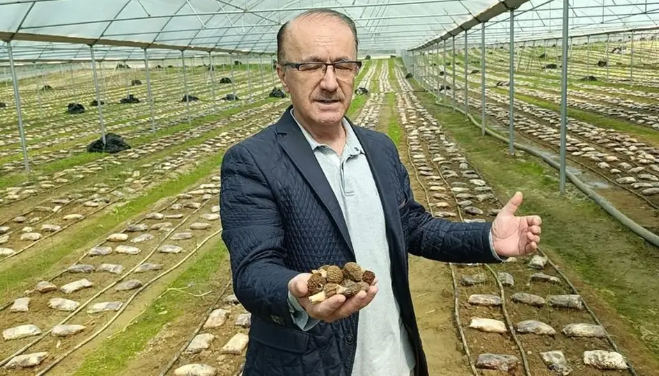 Antalya’da bir ilk: Kuzugöbeği mantarı serada üretildi