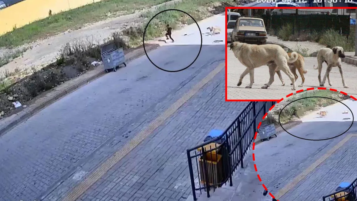 Hatay'da sokak köpeği dehşeti! Küçük çocuk canını zor kurtardı: O anlar kamerada #hatay
