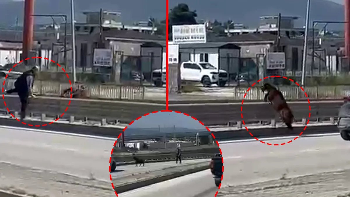 Firar eden kurbanlık keçi trafiği birbirine kattı! Ora refüjden atladı sahibini geride bıraktı: O anlar kameraya yansıdı!