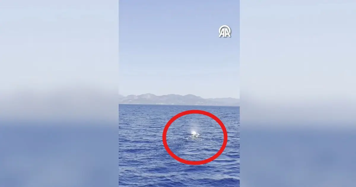 Fethiye açıklarında balina görüntülendi | NTV Haber